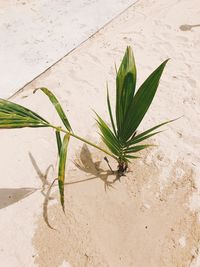 High angle view of plant on sand