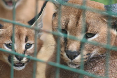 Close-up of big wild cats