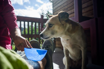 Dog looking at camera