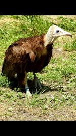 Side view of a bird on field