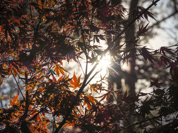 Sunlight streaming through trees during autumn