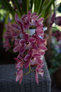 Close-up of pink flowers