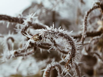 Close-up of frozen during winter