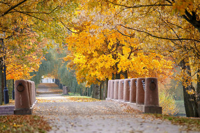 Close-up of tree in autumn