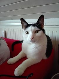 Close-up portrait of white cat at home