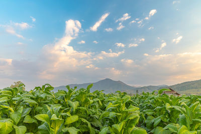 Tabaco plants growing on field against sky