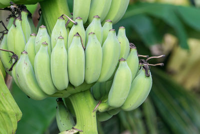 Close-up of green fruit on plant