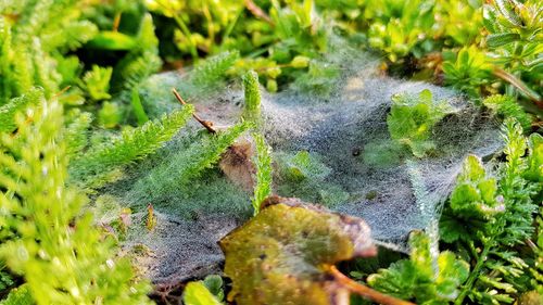 Close-up of spider on plant