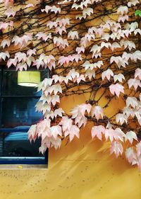 Close-up of maple leaves on plant