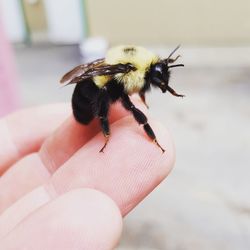 Close-up of bee