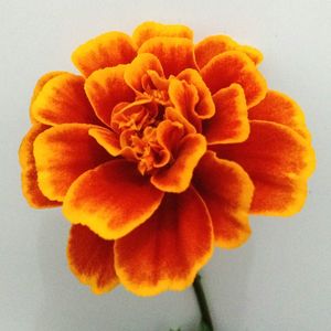 Close-up of orange flower on table