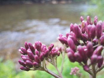 Close-up of pink flowers