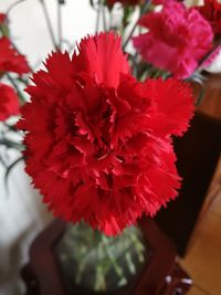 Close-up of red flowers in vase