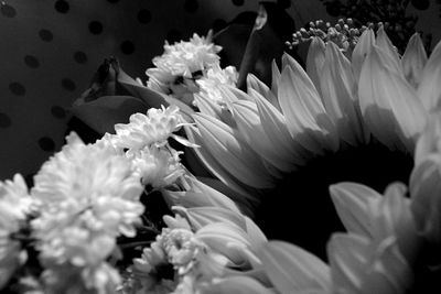 Close-up of white flowers blooming outdoors