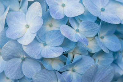 Close-up of hydrangea flowers