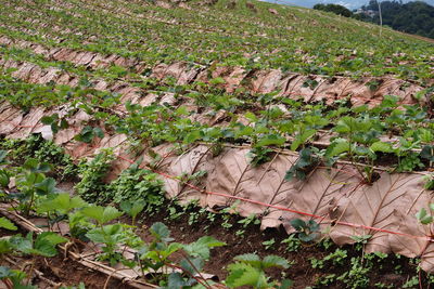 High angle view of flowering plants on field