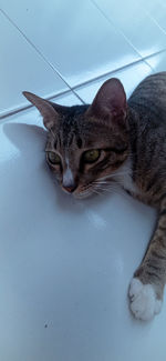 High angle view of tabby cat on floor