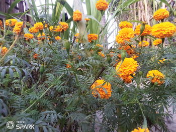 Close-up of yellow flowering plants