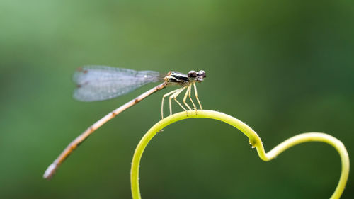 Close-up of dragonfly on plant