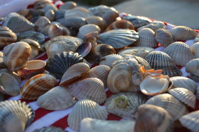 Close-up of seashells on beach