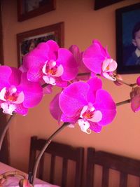 orchid