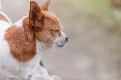 Close-up of a dog looking away