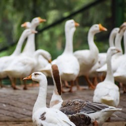 Close up white ducks inside lodhi garden delhi india, see the details and expressions of ducks