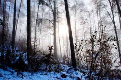 Bare trees in forest during winter