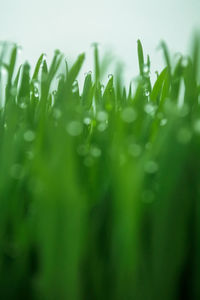 Close-up of wet plant leaves on field