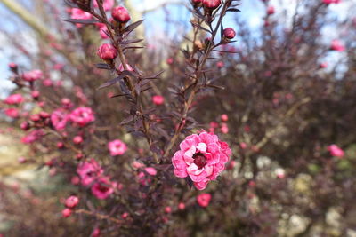 Close-up of pink cherry blossoms