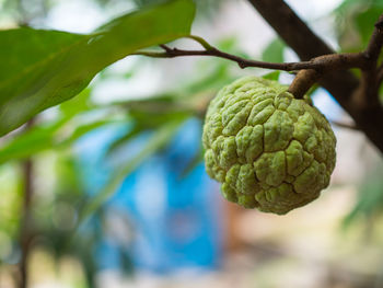 Close-up of fruit growing on tree