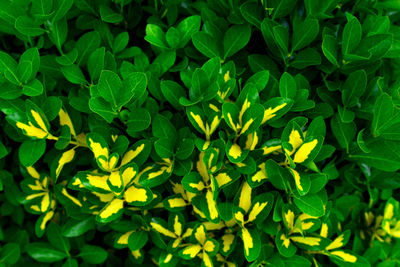 High angle view of plants