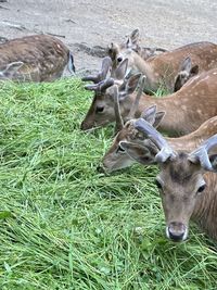 Deer in a field