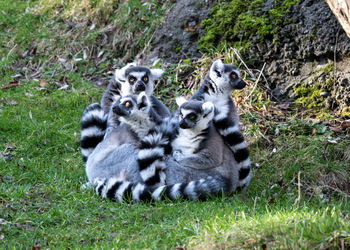 Sheep relaxing on field