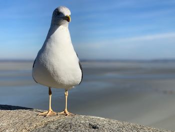 Seagull perching on a beach