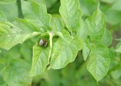 Close-up of ladybug on leaf