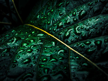 Close-up of raindrops on leaf