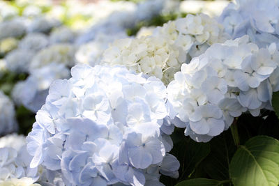 Close-up of white flowers