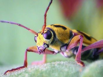 Close-up of insect on leaf