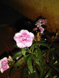 Close-up of pink flowering plant