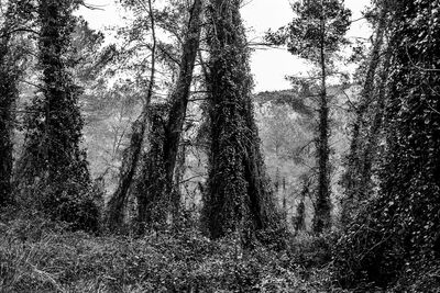 Trees in forest