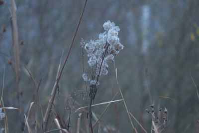 frost