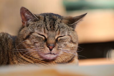 Close-up of cat sleeping