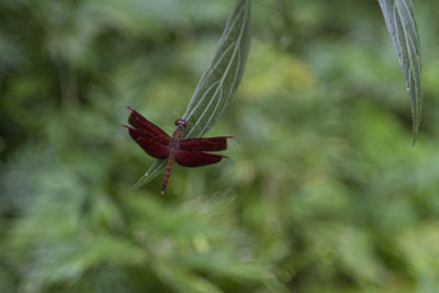 Close-up of red leaf