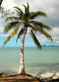 Palm tree by sea against sky