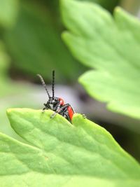 Close-up of insect on leaf