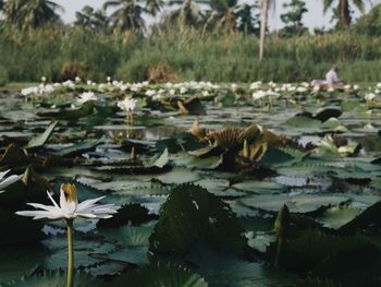 Close-up of lotus water lily in lake