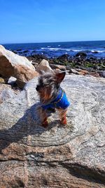 High angle view of a dog in water