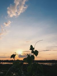 Close-up of silhouette plant on field against sky during sunset