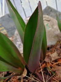 Close-up of succulent plant growing on field